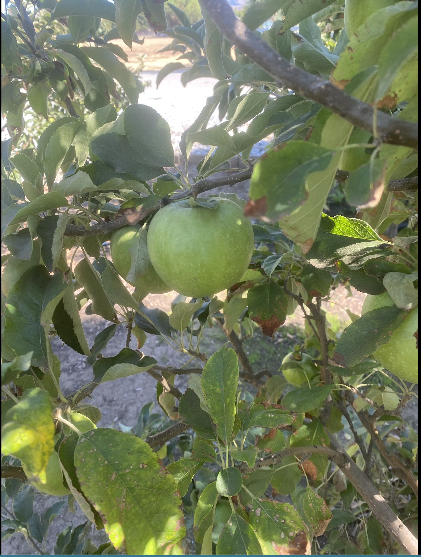 Fresh apples from Rassai Farms