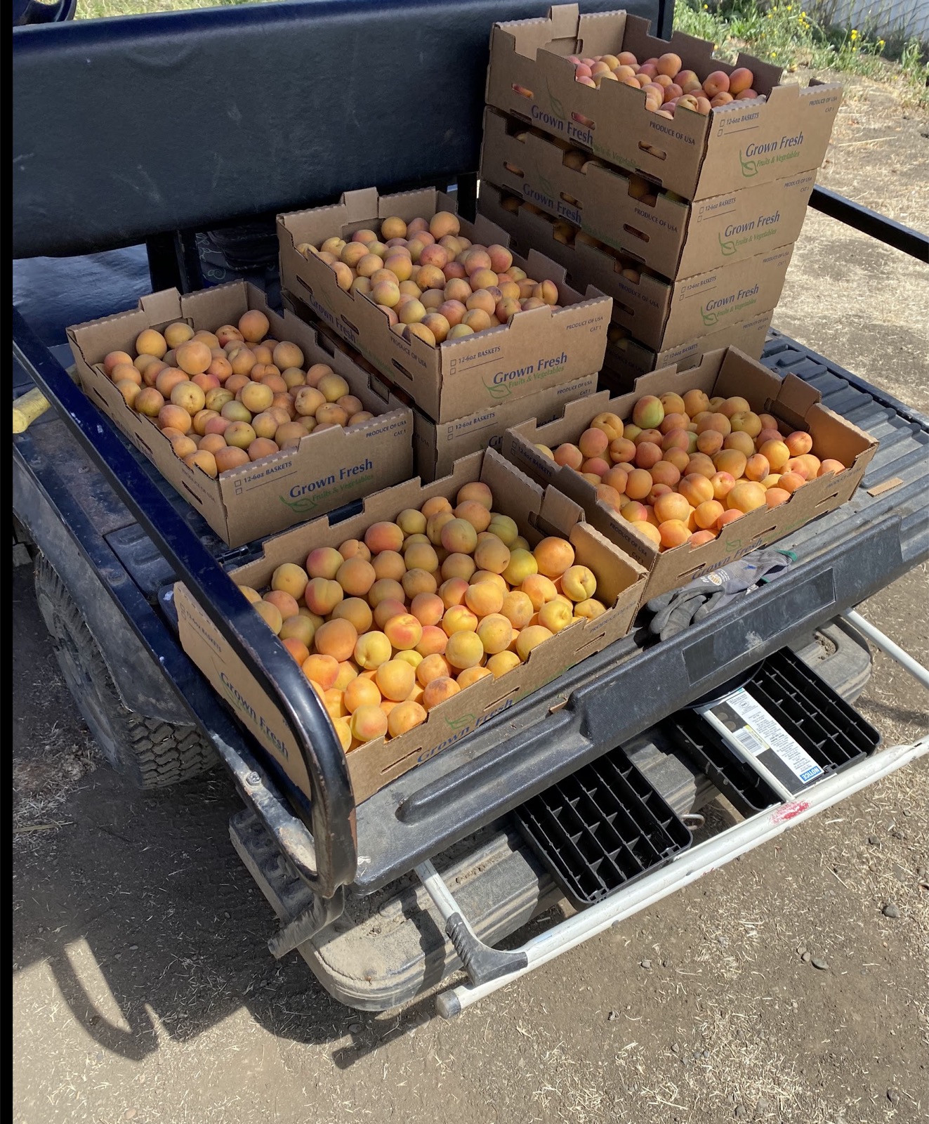 Boxes of apricots loaded into a farm vehicle