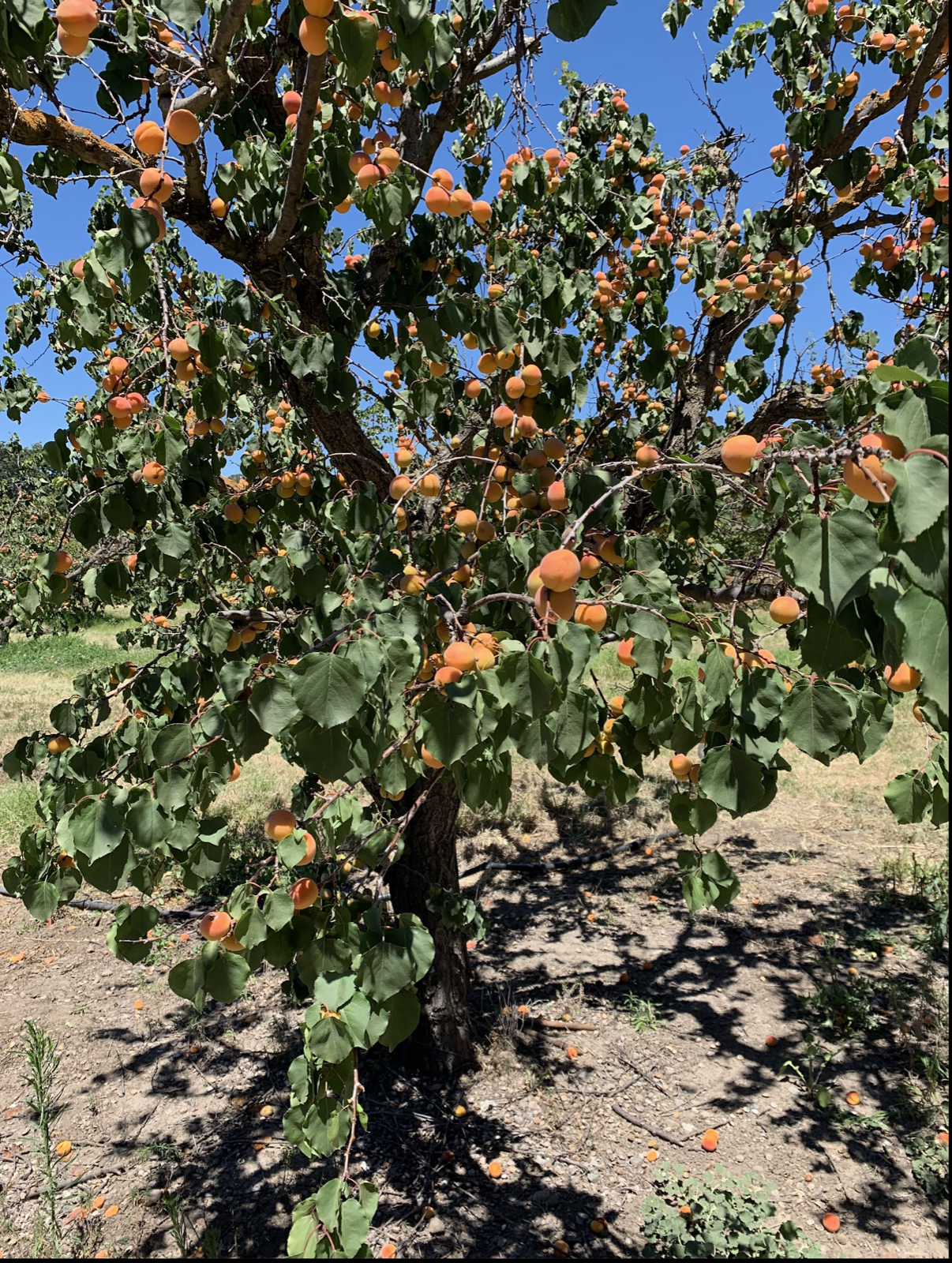 Blenheim apricot trees full of ripe fruit