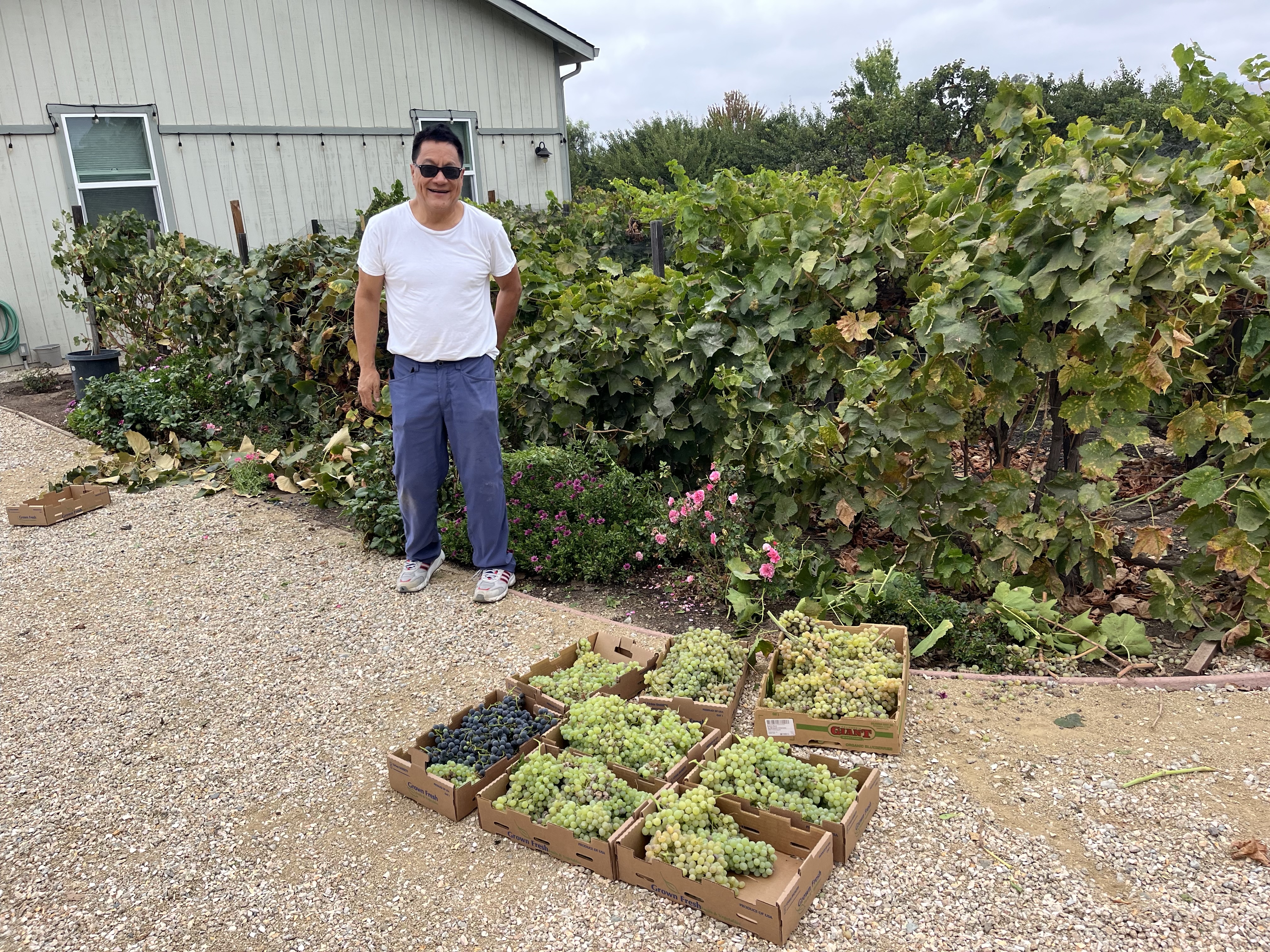 Thompson and Concord grapes at Rassai Farms