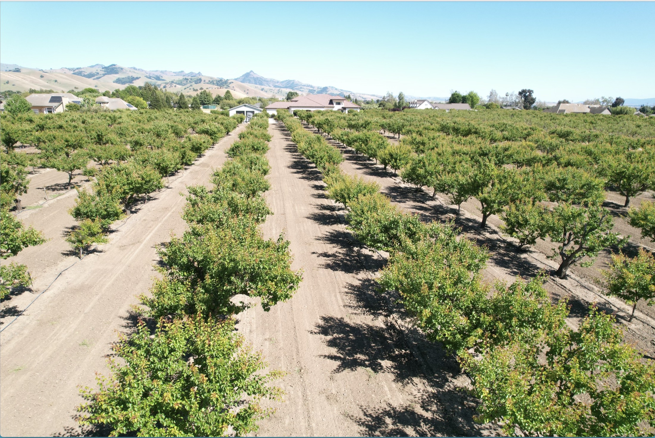 Rows of fruit trees at Rassai Farms in Hollister
