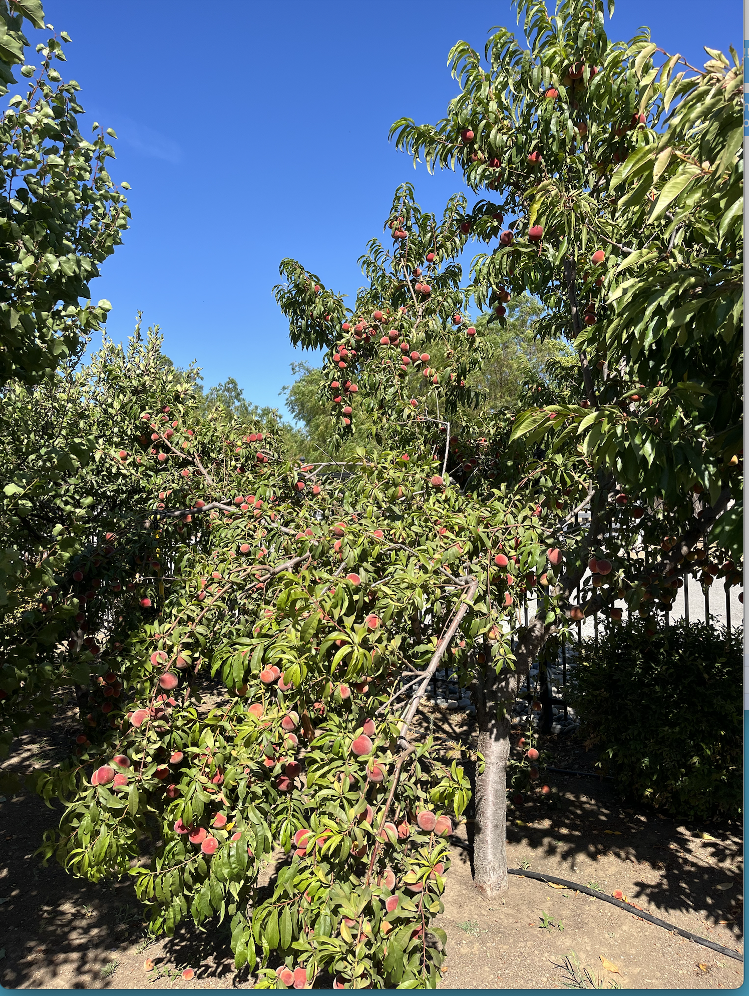 Fresh peaches from Rassai Farms
