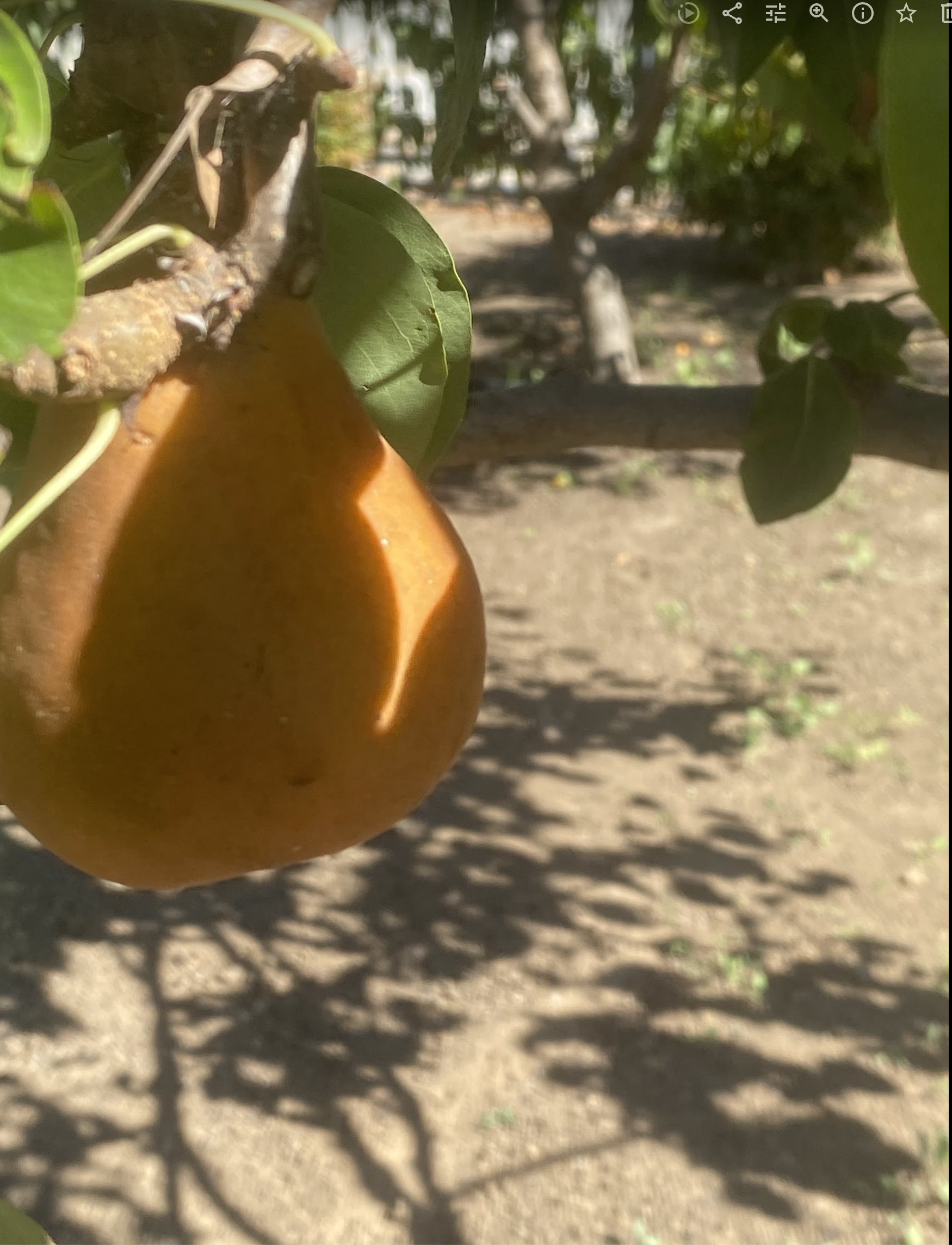 Fresh pears from Rassai Farms