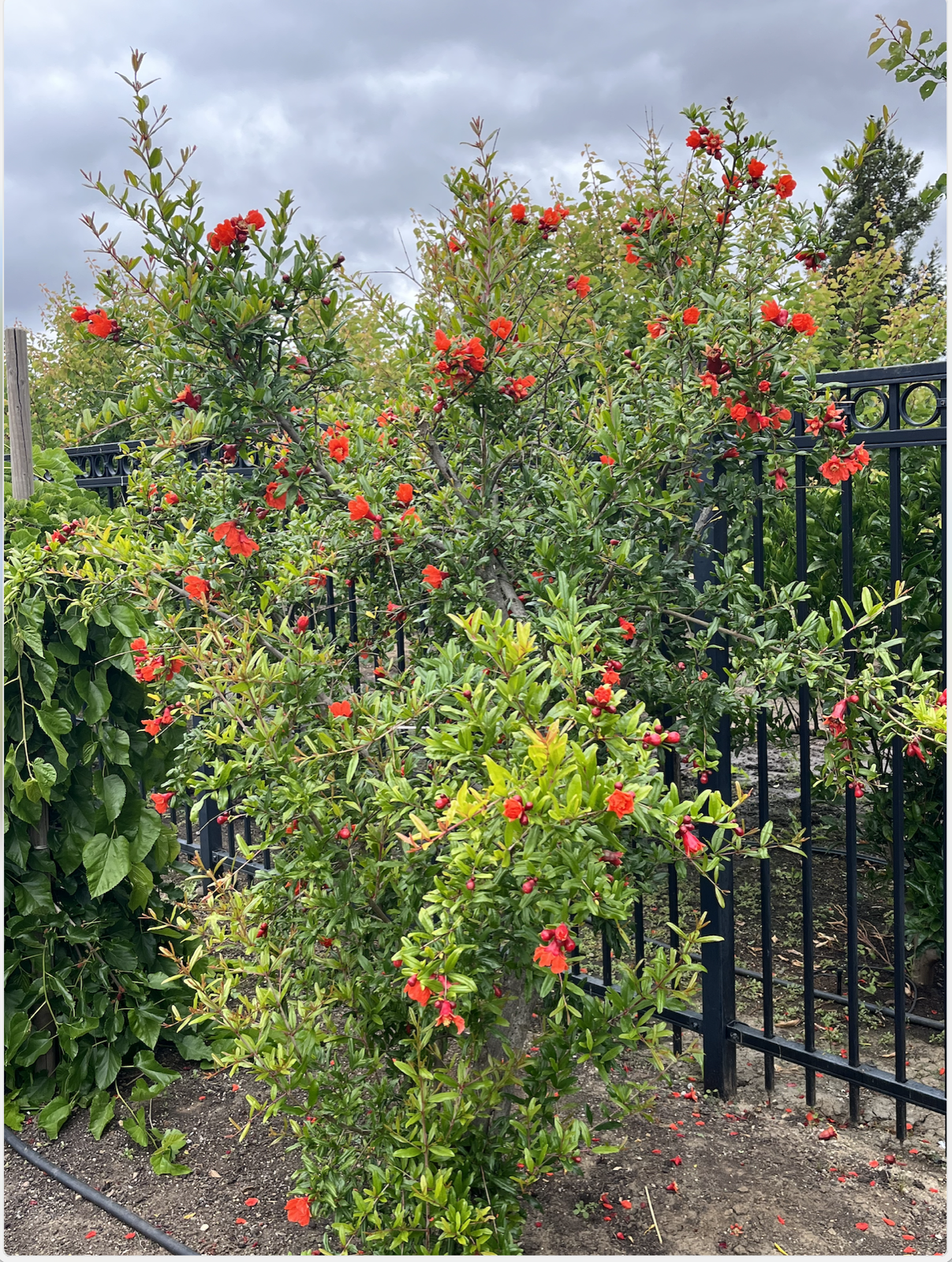 Pomegranate tree in bloom at Rassai Farms