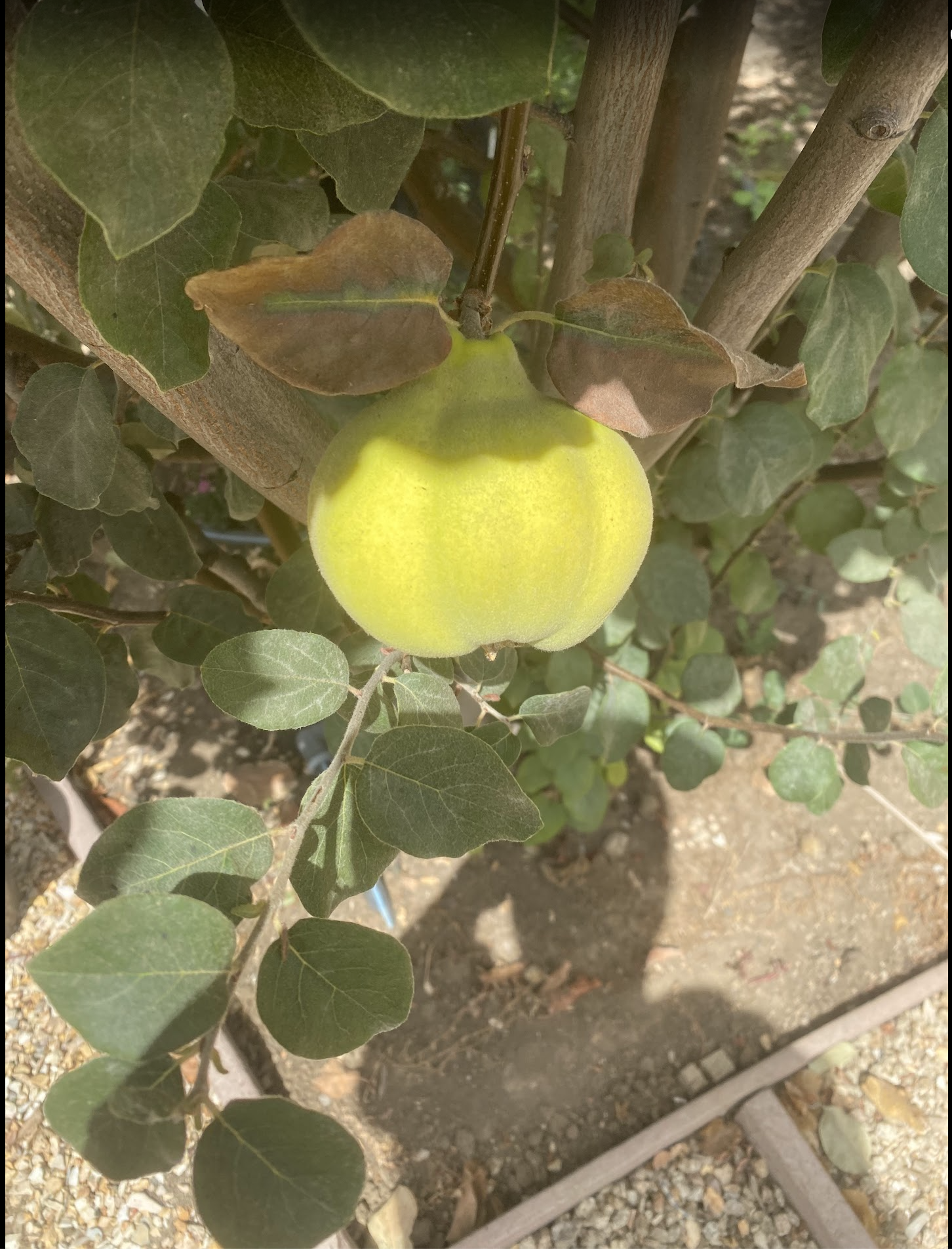 Fresh quince from Rassai Farms
