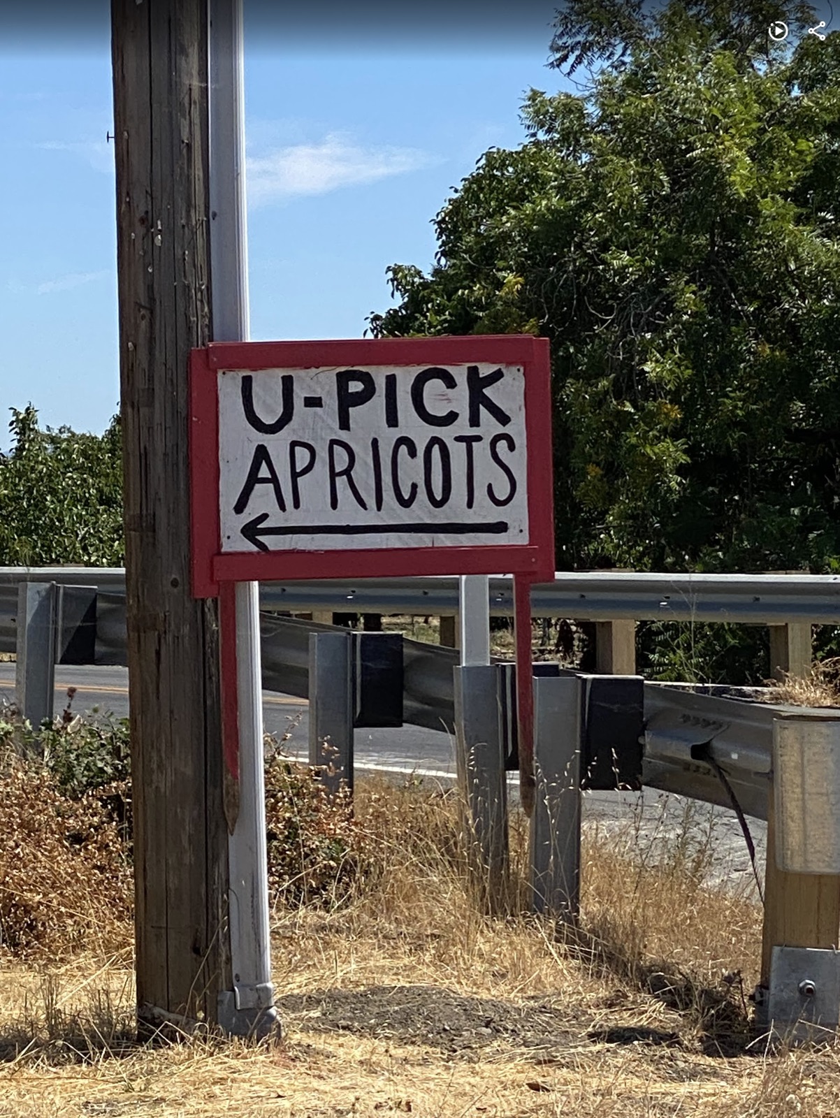 Hand-painted U-Pick Apricots sign beside the road